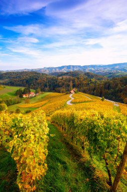 Slovenya 'nın Spicnik kentinde sonbaharı olan üzüm bağları