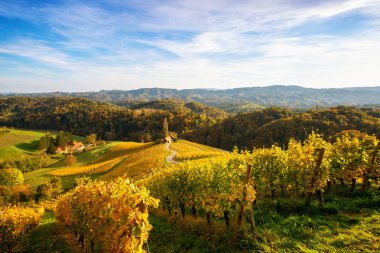 Slovenya 'nın Spicnik kentinde sonbaharı olan üzüm bağları