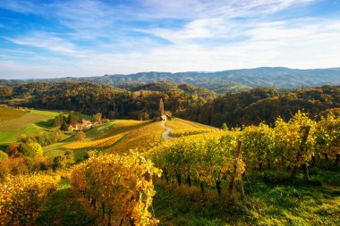 Slovenya 'nın Spicnik kentinde sonbaharı olan üzüm bağları