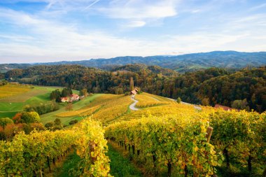 Slovenya 'nın Spicnik kentinde sonbaharı olan üzüm bağları