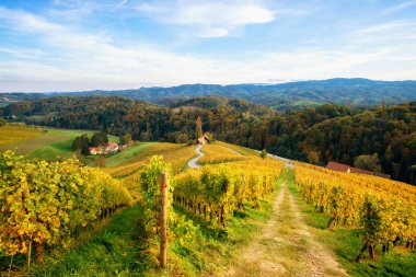 Slovenya 'nın Spicnik kentinde sonbaharı olan üzüm bağları