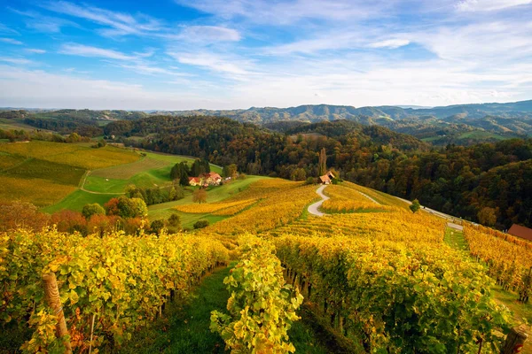 Vinice s podzimem ve Spicniku, Slovinsko — Stock fotografie