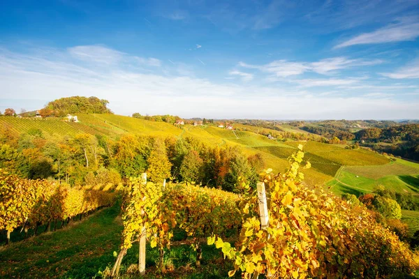 Wijngaarden in de herfst — Stockfoto