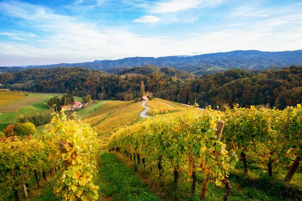 Slovenya 'nın Spicnik kentinde sonbaharı olan üzüm bağları
