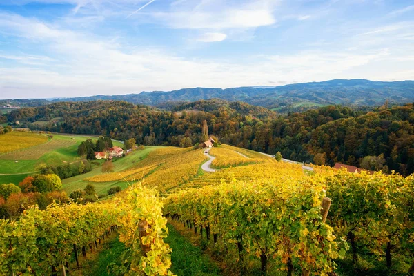 Vineyards with a autumn  in Spicnik, Slovenia — Stock Photo, Image