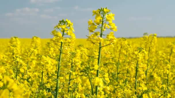 Buntes Feld Blühender Vergewaltigungen Sommer Ungarn — Stockvideo