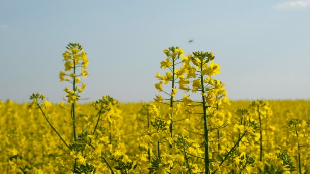 Campo Colorido Violaciones Florecientes Verano Hungría — Vídeos de Stock