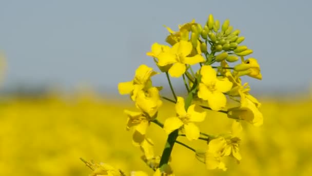 ハンガリーの夏に咲く菜の花のカラフルなフィールド — ストック動画