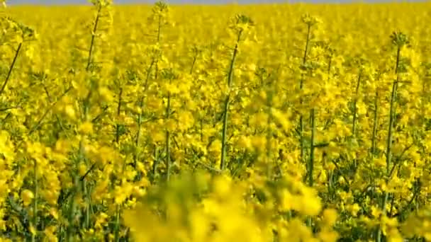Colorful Field Blooming Rapes Summer Hungary — Stock Video