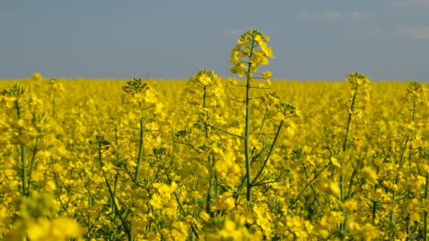 Kleurrijk Veld Van Bloeiende Verkrachtingen Zomer Hongarije — Stockvideo