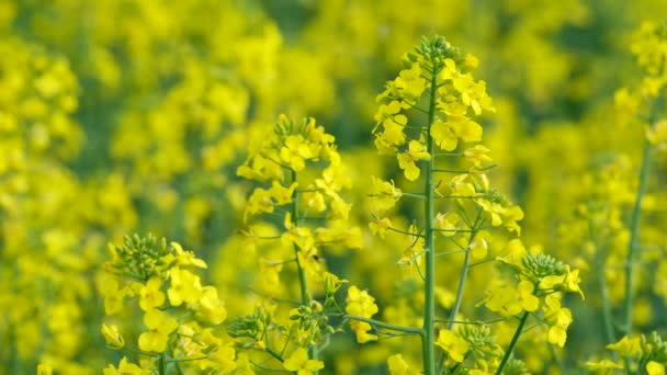 Colorful Field Blooming Rapes Summer Hungary — Stock Video