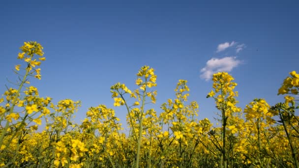 Colorful Field Blooming Rapes Summer Hungary — Stockvideo