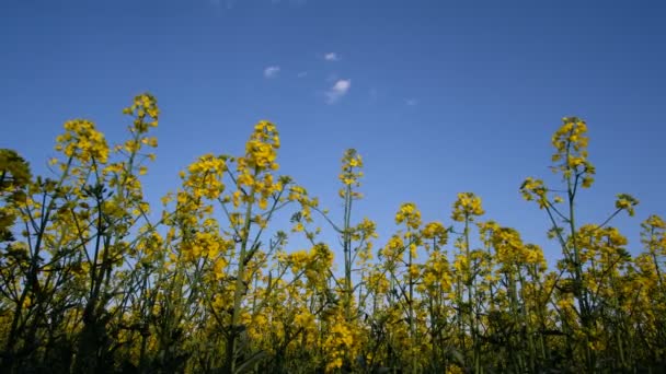 Colorful Field Blooming Rapes Summer Hungary — Stock Video