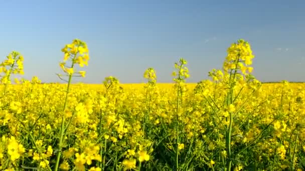 Buntes Feld Blühender Vergewaltigungen Sommer Ungarn — Stockvideo