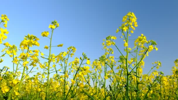 Colorful Field Blooming Rapes Summer Hungary — Stockvideo