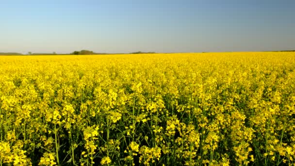 Buntes Feld Blühender Vergewaltigungen Sommer Ungarn — Stockvideo