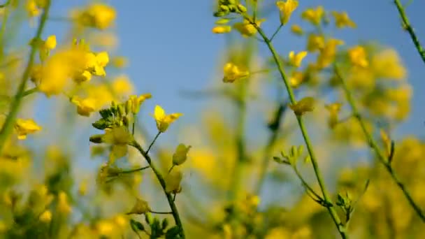 Colorful Field Blooming Rapes Summer Hungary — Stock Video