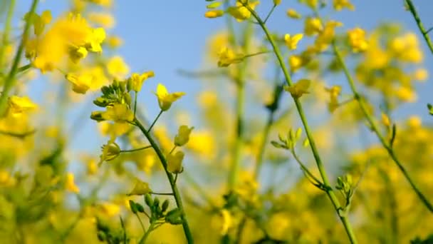 Colorful Field Blooming Rapes Summer Hungary — Stockvideo