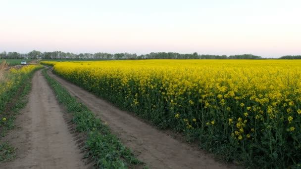 Buntes Feld Blühender Vergewaltigungen Sommer Ungarn — Stockvideo