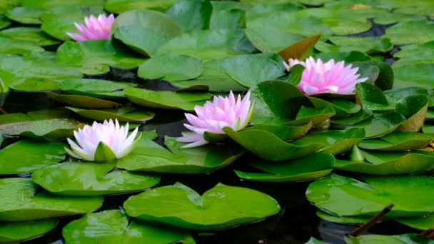Красива Лотосова Рожева Або Фіолетова Квітка Воді Після Дощу Саду — стокове відео