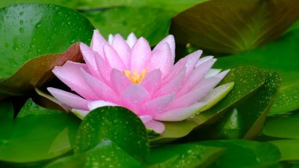 Gyönyörű Lótusz Rózsaszín Vagy Lila Virág Vízen Eső Után Kertben — Stock videók