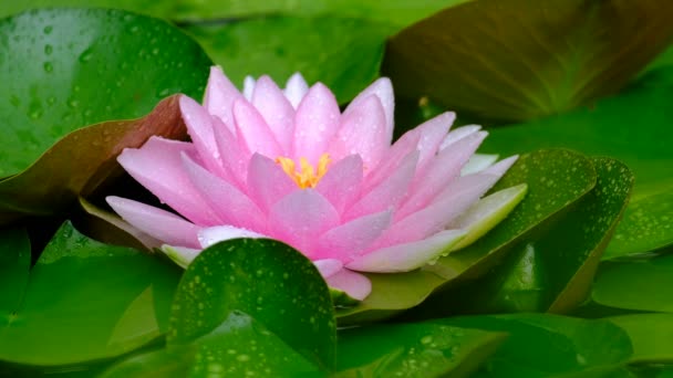 Gyönyörű Lótusz Rózsaszín Vagy Lila Virág Vízen Eső Után Kertben — Stock videók