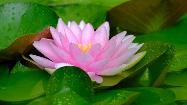 Linda Flor Lótus Rosa Roxo Água Após Chuva Jardim — Vídeo de Stock