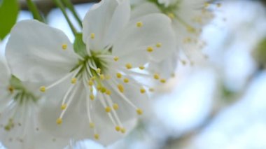 Bahar kiraz çiçeği açan kiraz ağacı bahçede beyaz çiçekler