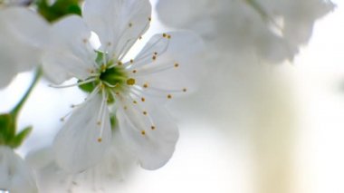 Bahar kiraz çiçeği açan kiraz ağacı bahçede beyaz çiçekler