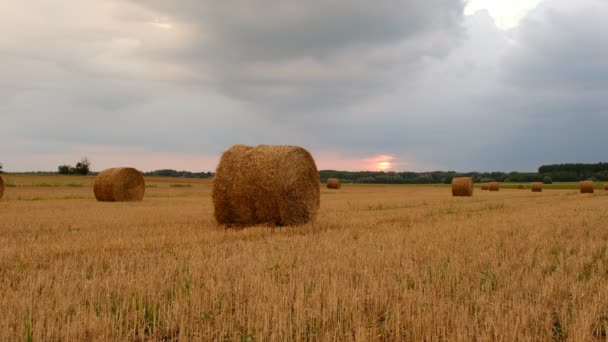Hay Bale Agriculture Field Sky Rural Nature Farmland — Stockvideo