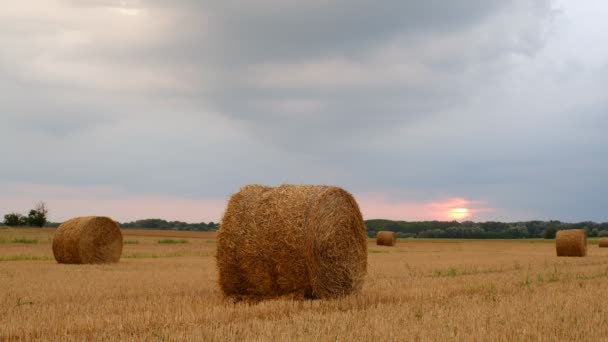 Hay Bale 有天空的农田 农田中的农村性质 — 图库视频影像