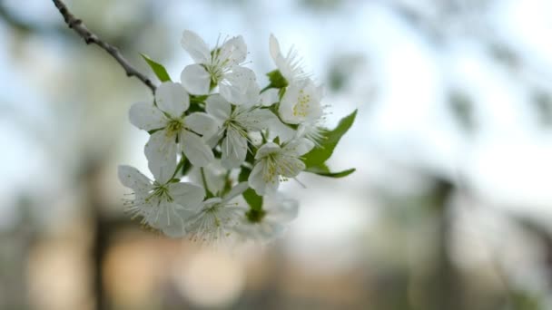 Spring Cherry Blossoming Cherry Tree White Flowers Garden — Stockvideo