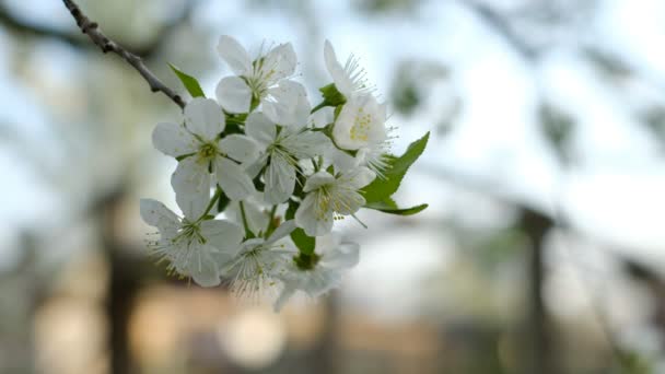 Primavera Cereja Florescendo Cereja Árvore Flores Brancas Jardim — Vídeo de Stock