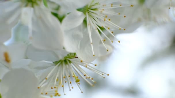 Frühling Kirschblüte Kirschbaum Weiße Blumen Garten — Stockvideo