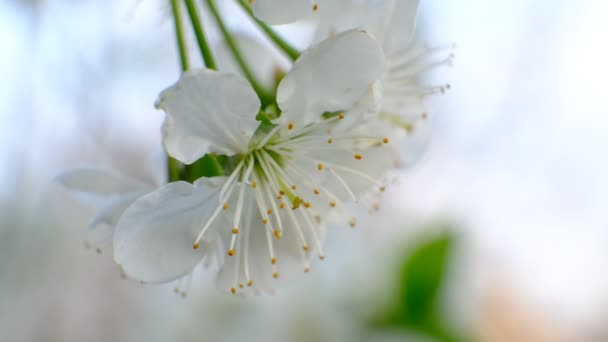 Spring Cherry Blossoming Cherry Tree White Flowers Garden — Stock Video
