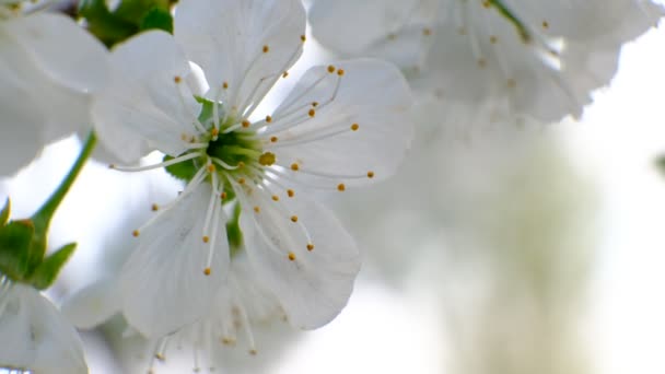 Frühling Kirschblüte Kirschbaum Weiße Blumen Garten — Stockvideo