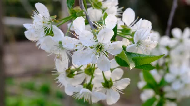 Άνοιξη Κερασιάς Ανθίζοντας Κερασιά Λευκά Λουλούδια Στον Κήπο — Αρχείο Βίντεο