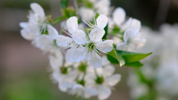 Spring Cherry Blossoming Cherry Tree White Flowers Garden — Stock Video