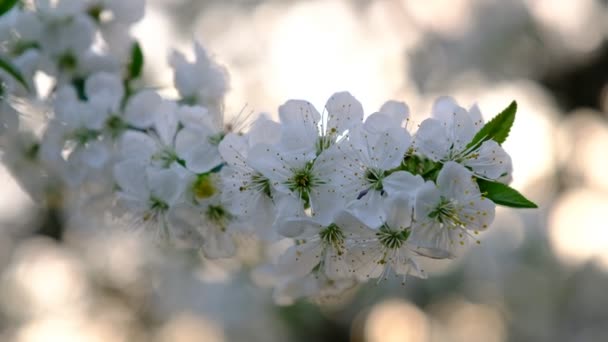 Lente Kersenbloei Kersenboom Witte Bloemen Tuin — Stockvideo