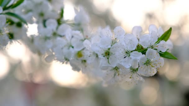 庭に白い花を咲かせます — ストック動画