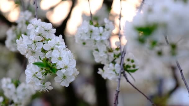 Primavera Cereja Florescendo Cereja Árvore Flores Brancas Jardim — Vídeo de Stock