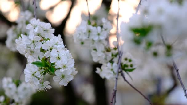 Primavera Cereja Florescendo Cereja Árvore Flores Brancas Jardim — Vídeo de Stock