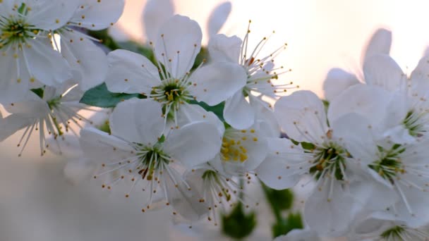 Весенняя Сакура Цветет Вишня Белые Цветы Саду — стоковое видео