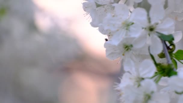 Lente Kersenbloei Kersenboom Witte Bloemen Tuin — Stockvideo