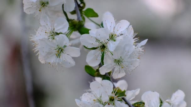 Lente Kersenbloei Kersenboom Witte Bloemen Tuin — Stockvideo