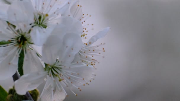 Άνοιξη Κερασιάς Ανθίζοντας Κερασιά Λευκά Λουλούδια Στον Κήπο — Αρχείο Βίντεο