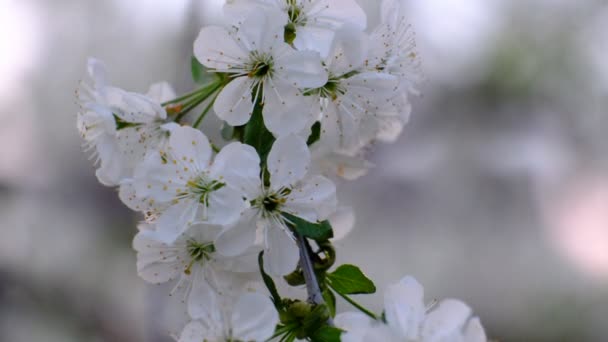 Lente Kersenbloei Kersenboom Witte Bloemen Tuin — Stockvideo