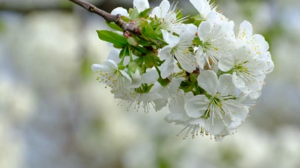 Bahar Kiraz Çiçeği Açan Kiraz Ağacı Bahçede Beyaz Çiçekler — Stok video