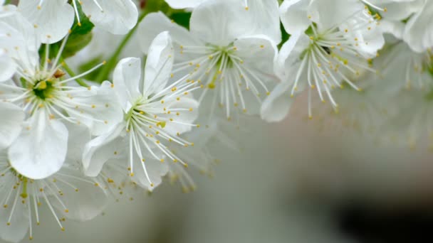 Primavera Cerezo Flor Cerezo Flores Blancas Jardín — Vídeos de Stock