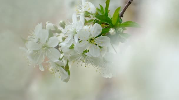 Spring Cherry Blossoming Cherry Tree White Flowers Garden — Stockvideo